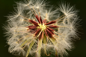dandelion seeds close up blowing in black background