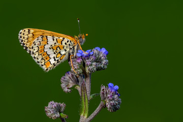 Closeup   beautiful butterfly sitting on flower