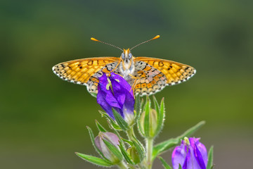 Closeup   beautiful butterfly sitting on flower
