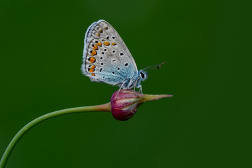 Closeup   beautiful butterfly sitting on flower