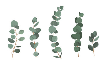 Set of eucalyptus branches isolated on white background. - obrazy, fototapety, plakaty