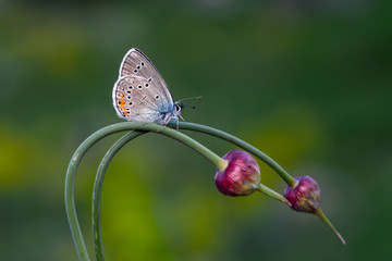 Closeup   beautiful butterfly sitting on flower