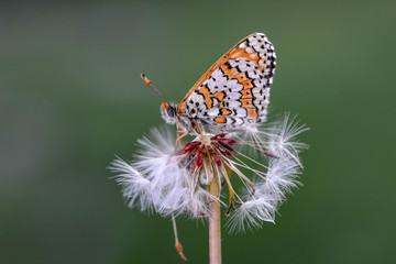 Closeup   beautiful butterfly sitting on flower