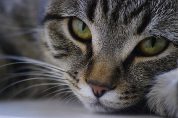 portrait of cat on a black background