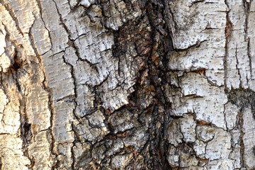 Tree bark skin surface for texture background
