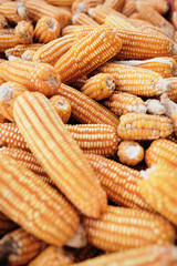 Full Frame Shot Of Corns On The Cob and Maize for Sale