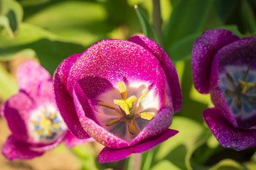 Opened blooming purple Dutch tulip top view growing