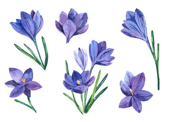 Spring set with watercolor crocuses. Spring bright colors for textiles, cards, packaging.