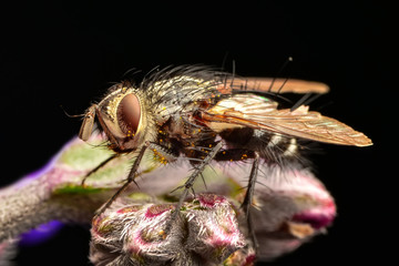 Macro shot of a  fly 