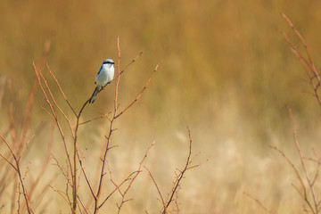 Great grey shrike Lanius excubitor songbird perched on a branch