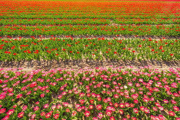 olorful Dutch pink tulips blooming in a flower field and a windmill