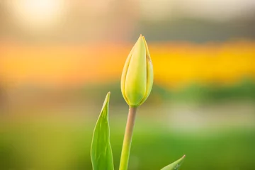 Fotobehang Colorful blooming flower field with yellow Narcissus or daffodil closeup during sunset. © Sander Meertins