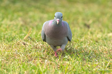 Feral pigeon Columba livia domestica perched on a green meadow
