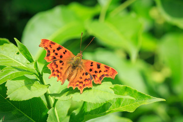 Top view of a Comma butterfly  (Polygonia c-album) resting in sunlight