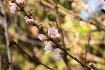 Peach blossoms in the garden.