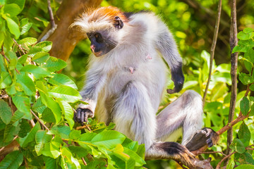 Wild Zanzibar Red Colobus Monkey, Procolobus kirkii, in Jozani Chwaka Bay National Park