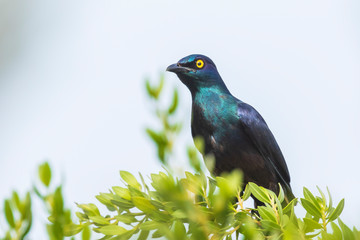 Black-bellied Glossy Starling bird Lamprotornis corruscus perched