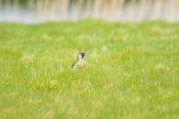 European Green woodpecker picus viridis