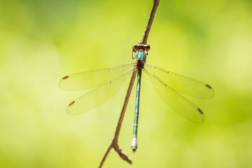 Detail closeup of a western willow emerald damselfly Chalcolestes viridis