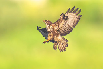 Common buzzard, Buteo buteo bird of prey , in flight, touching down and hunting