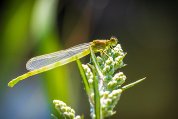 Closeup of a small red-eyed damselfly Erythromma viridulum just emerged from the nymph stage