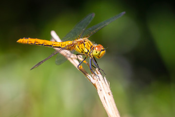 Closeup of a female Ruddy darter (Sympetrum sanguineum) resting in sunlight in a forest