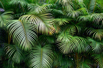 Close up view of a lush green wall of tropical palm frond leaves, exotic shapes and textures in Colombia, South America