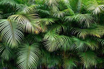 Full frame view of exotic green palm fronds, a lush wall of tropical shapes and textures