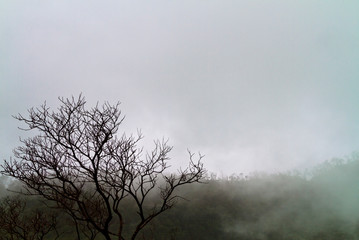 tree in the fog