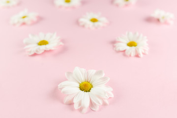 White daisies flowers.