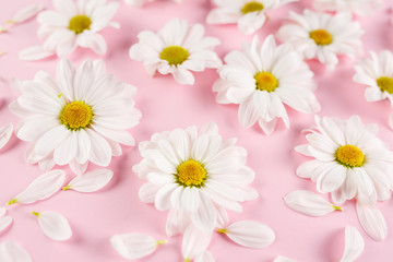 Fototapeta na wymiar White daisies flowers.
