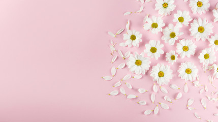 Obraz na płótnie Canvas White daisies flowers.
