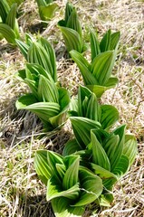 オオバイケイソウの芽吹き