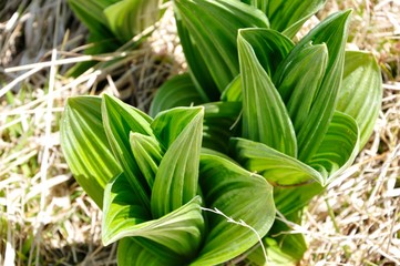 Obraz premium オオバイケイソウの芽吹き