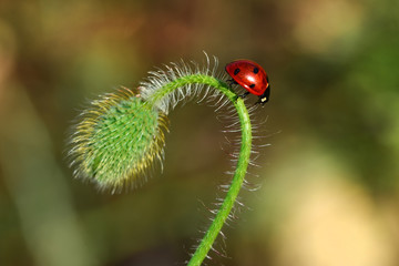 Beautiful ladybug on leaf defocused background