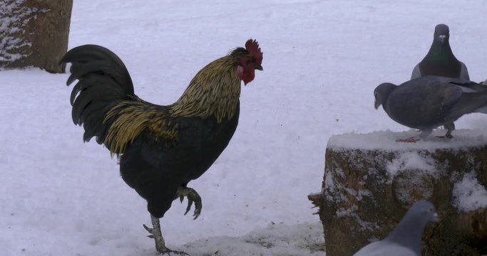 Rooster walks toward the right, passing a group of pigeons standing around and flapping their wings.