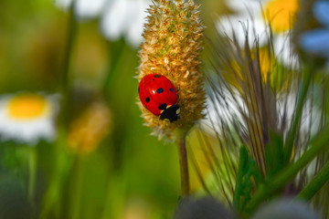 Beautiful ladybug on leaf defocused background