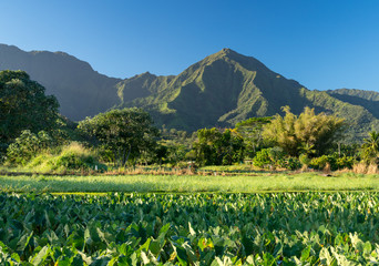 Fototapeta na wymiar Close up on Taro plans in Hanalei valley with Na Pali mountains behind in Kauai