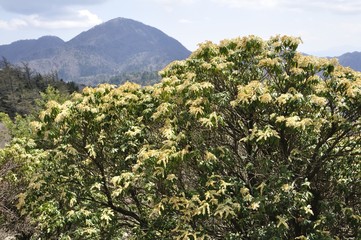 アセビと蛭ヶ岳