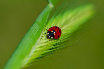 Beautiful ladybug on leaf defocused background