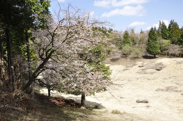 黍殻山の広場に咲く桜
