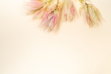 Fototapeta na wymiar Fresh blush blooms on light cream color background floral flat lay