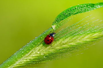 Beautiful ladybug on leaf defocused background