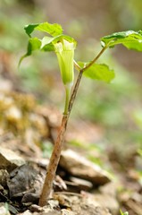 コウライテンナンショウ