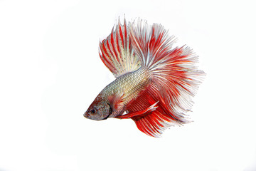 Fototapeta premium Colourful Beta fighter fish