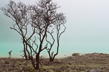 Obraz premium Foggy Lake and Dead Tree