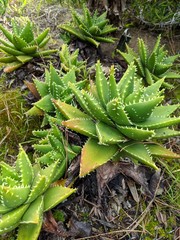 Obraz premium spiky succulents
