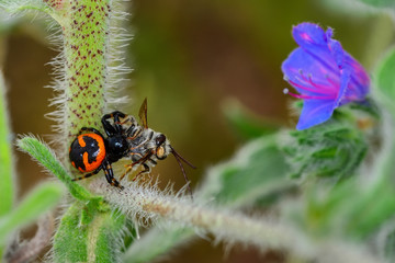  Crab spider feasting on bee. Macro photo