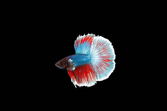 Colourful Beta Fighter Fish