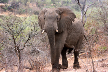 Bull elephant walking through bush